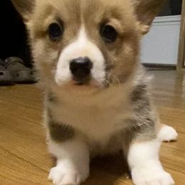 Pembroke Welsh Corgi Puppies from Gardner Corgis