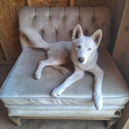 Polar Bear Puppy - White female Siberian Husky puppy in Lancaster, California from The Huskies Sanctuary
