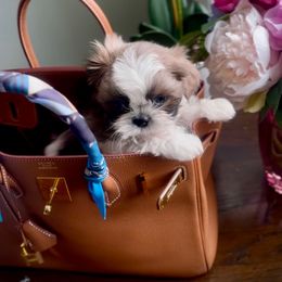Sterling - Silver and white male Shih Tzu puppy in Frederick, Maryland from Shih Tzu Puppy in Maryland