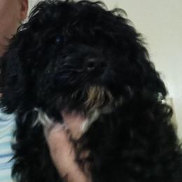 Cookie - Black female Cavapoo puppy in East Providence, Rhode Island from Marta's Cavaliers