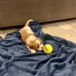 Cavalier King Charles Spaniel and Pembroke Welsh Corgi Puppies from Puppy PlayPen