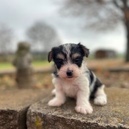 Mrs Santa - Black & tan tri-color female Morkie puppy in Oakland, Kentucky from Imperial Dogs