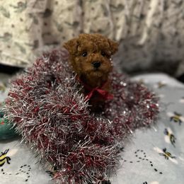 Cavapoo, Cockapoo, and Poodle Puppies from Heavenly Puppies to Love