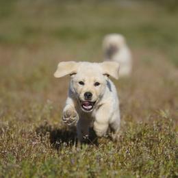 Sesame - Yellow male Labrador Retriever puppy in Ridgecrest, California from Black Mountain Service Dogs