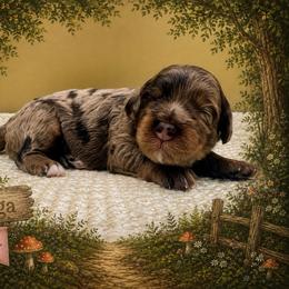 Girl 3 - Merle female Goldendoodle puppy in Hendersonville, North Carolina from Kim's Cove