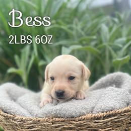 Bess - Yellow female Dilute Retriever puppy in Puyallup, Washington from 12 Door Farm Labradors