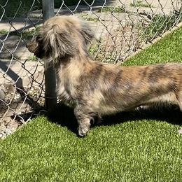 Rose - Dachshund