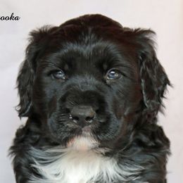 Portuguese Water Dogs from Afortunado Portuguese Water Dogs