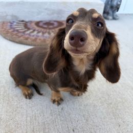 Maxine - Chocolate and cream female Dachshund puppy in Cave City, Kentucky from Mammoth Cave Dachshunds