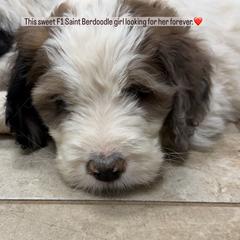 Penny - Orange and white female Saint Berdoodle puppy in San Antonio, Texas from Mammoth Doodles