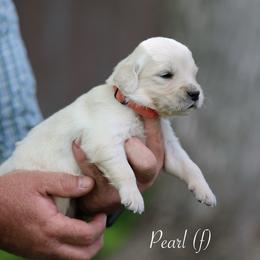 Pearl - Light golden female Golden Retriever puppy in Payette, Idaho from Stonewick Retrievers