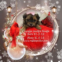 Cupcake - Black and gold female Morkie puppy in Silverhill, Alabama from Malteseuluv’s Tiny Treasurers
