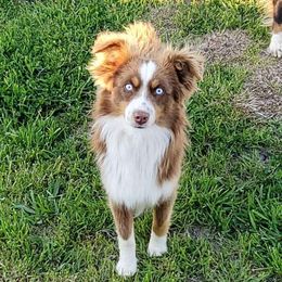 Ruger - Toy Australian Shepherd