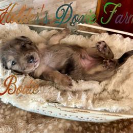 Bodie - Dapple male Dachshund puppy in Atwood, Oklahoma from Holder’s Doxie Farm