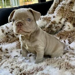 French Bulldog Puppies from The French Bulldog Company LLC