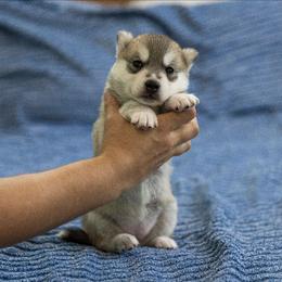 Dazzle - Gray and white female Siberian Husky puppy in North Miami, Florida from Kardrovi Siberians