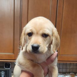 4th Pick Female - Labrador Retriever puppy in Moses Lake, Washington from Kreger Lake Kennels