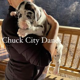 Great Dane and Yorkshire Terrier Puppies from Chuck City Danes
