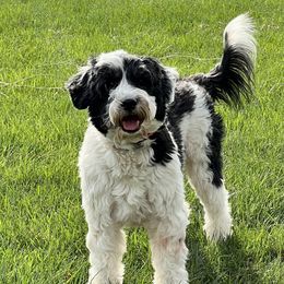 Lulu - Portuguese Water Dog