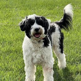Lulu - Portuguese Water Dog