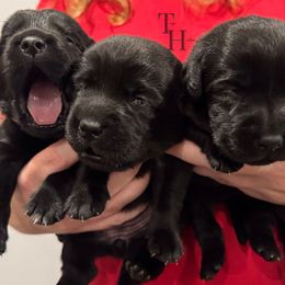 Black - Black female Labrador Retriever puppy in Middleton, New Hampshire from Tag Hollow