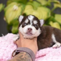 Munchkin - Red and white female Pomsky puppy in Coos Bay, Oregon from Ocean View Pomskies
