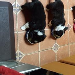 Cardigan Welsh Corgi Puppies from Heart & Soul Corgis