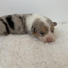 Yang - Blue female Pembroke Welsh Corgi puppy in Hillsville, Virginia from Bonderosa Kennels