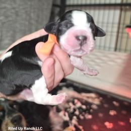 Boy 2 - male English Springer Spaniel puppy in Cohocton, New York from Riled Up Ranch LLC -  Springer Spaniel Puppies