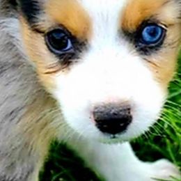 Miniature Australian Shepherds and Toy Australian Shepherds from 4TB Aussie Idaho