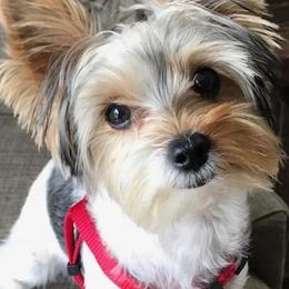 Yorkshire Terriers from Sunshine Parti Yorkies
