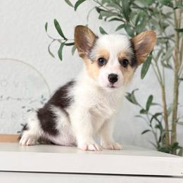 Blue Merle Boy - male American Corgi puppy in Moreno Valley, California from Corgi Dobie Co.