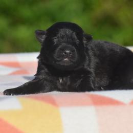 Girl 1 - Black female German Shepherd puppy in Marianna, Florida from Haus M Godwin