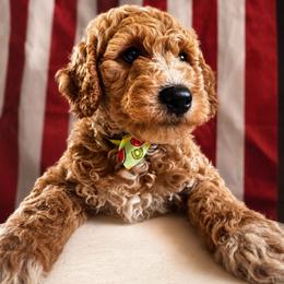 Chrys (Chrysanthemum) - Apricot male Goldendoodle puppy in Camden, North Carolina from Oopsie Doodles of NC