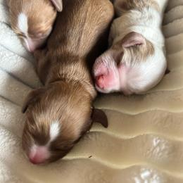 Cavalier King Charles Spaniel, Cavapoo, Havanese, Havapoo, and Poodle Puppies from West Cobb Dogs
