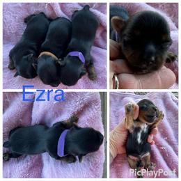 Ezra - Black and tan male Yorkshire Terrier puppy in Tulsa, Oklahoma from Yorker Puppy Palace