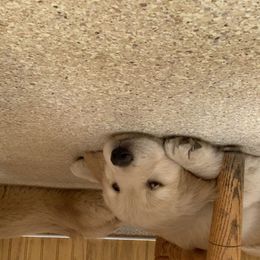 Goldendoodle and Golden Retriever Puppies from Mason Farm Goldens