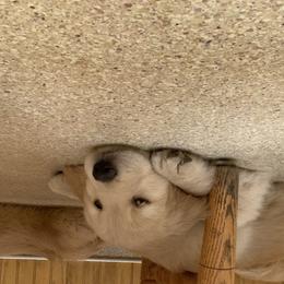 Goldendoodle and Golden Retriever Puppies from Mason Farm Goldens