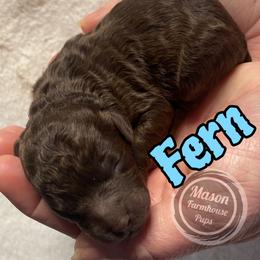Fern - Brown male Cockapoo puppy in Anniston, Alabama from Mason Farmhouse Poodles, Doodles & Poos (Breeding & Stud Services)