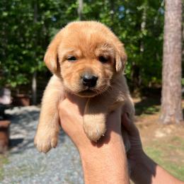 Rusty - Yellow male Labrador Retriever puppy in Carthage, North Carolina from Wicked Pines Retrievers