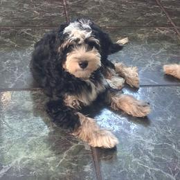 Shelby - Tri-color female Bernedoodle puppy in Clermont, Florida from Sammy's Puppies