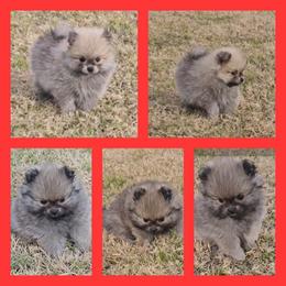 Pomeranian puppies from Heart Of Texas Pom's