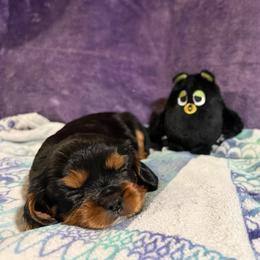 Milo - Black and tan male Cavalier King Charles Spaniel puppy in Fairmount, Indiana from Dream Maker Cavaliers