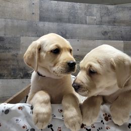 Dilute Retriever Puppies from Thunder Mountain Labs