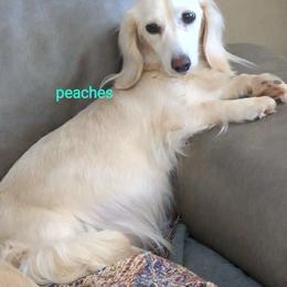 Peaches - Dachshund