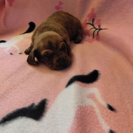 Frank - Brindle male Dachshund puppy in Opelika, Alabama from Dachshund Darlins