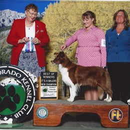 Border Collie All Grown Up from JiJin Kennels
