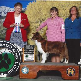 Border Collie All Grown Up from JiJin Kennels