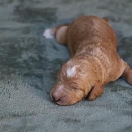 Atlas - Apricot male Goldendoodle puppy in Macclenny, Florida from Baker County Goldendoodles