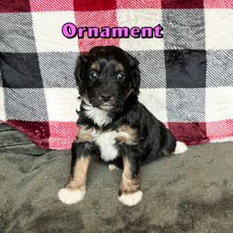 Ornament - Tri-color female Bernedoodle puppy in Banner Elk, North Carolina from Walnut Tree Bernedoodles
